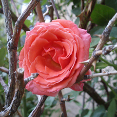 A rose in thorns